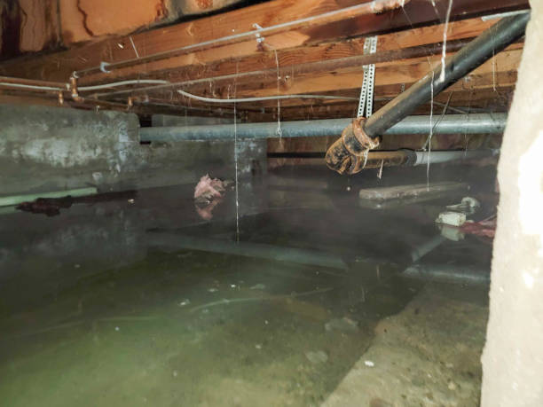 Best Professional water damage repair  in New Castle, CO